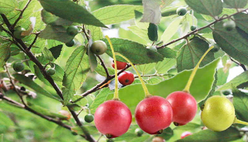 Những đứa trẻ và cây trứng cá